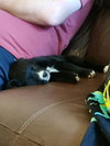 Stella