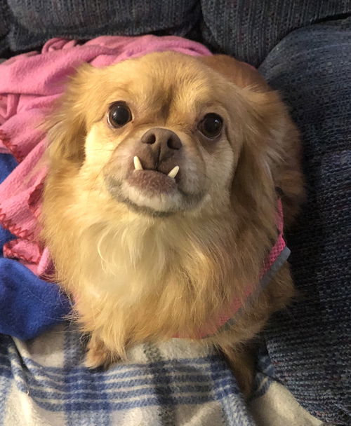 GiGi