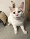 Milo