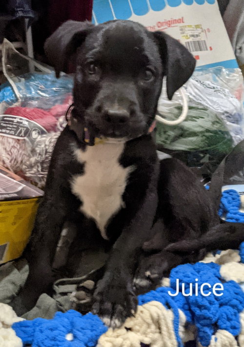 Juice