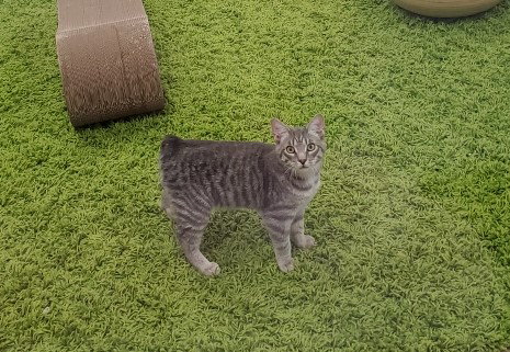 Bob