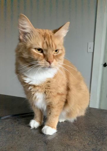 Frankie