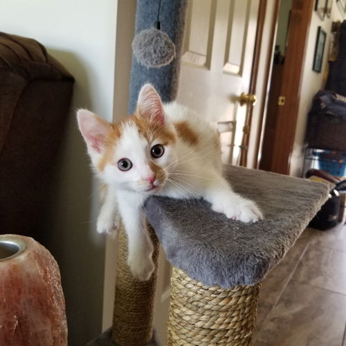 Ziggy