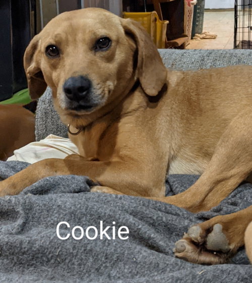 Cookie