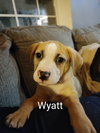 Wyatt