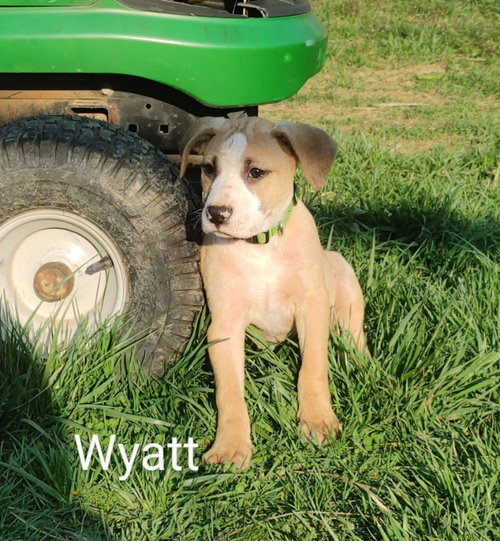 Wyatt