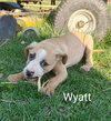 Wyatt