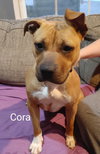 Cora