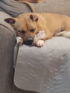Cora
