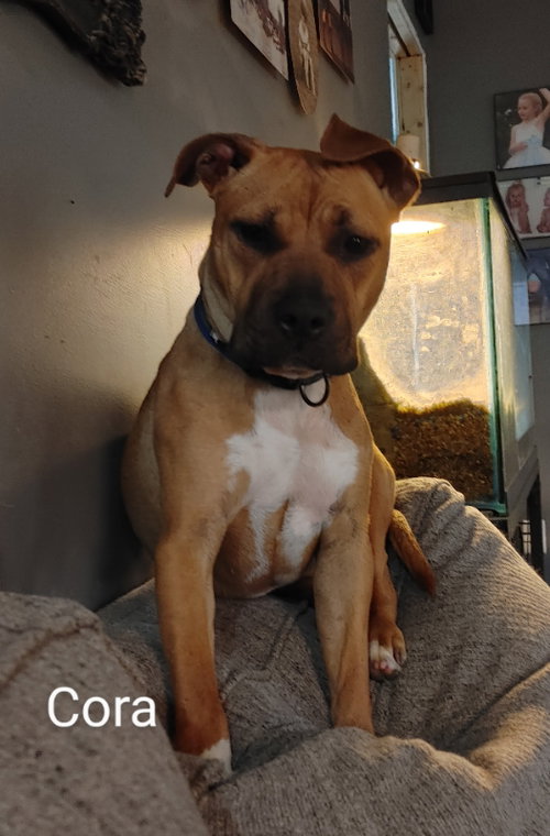 Cora