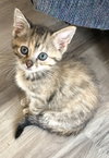 Freya