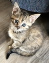 Freya