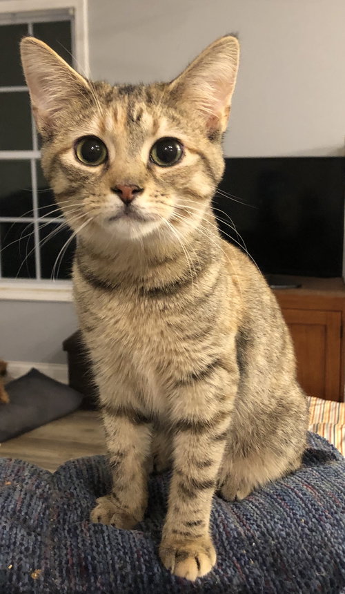 Freya