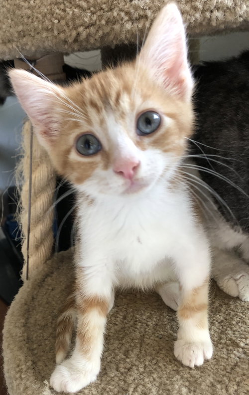 Arlo
