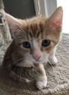 Arlo