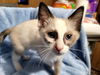 Evette