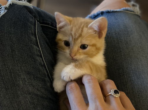 Sansa