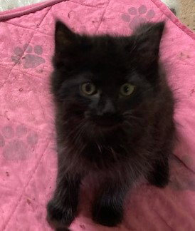 Cora
