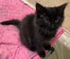 Cora