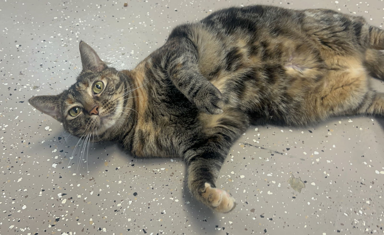 adoptable Cat in Georgetown, KY named Princess