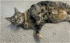 adoptable Cat in georgetown, KY named Princess