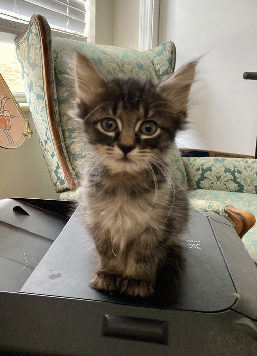 Yoda