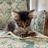Yoda