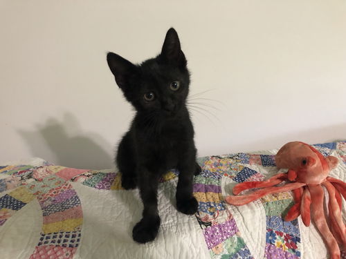 Ella