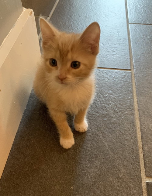 Creamsicle