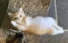 Creamsicle