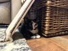 Abby
