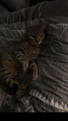 Georgie