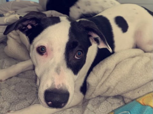 Bosco
