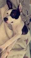 Bosco