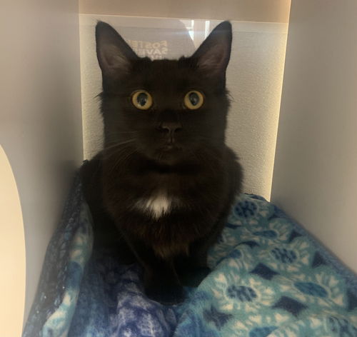 Salem