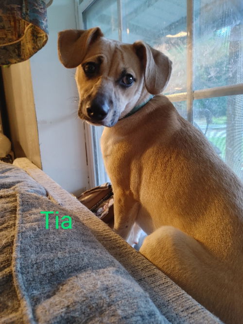 Tia