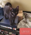 Lance