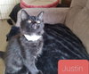 Justin
