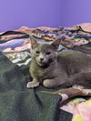Barnabas