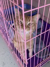 Simba - Must Apply In Person