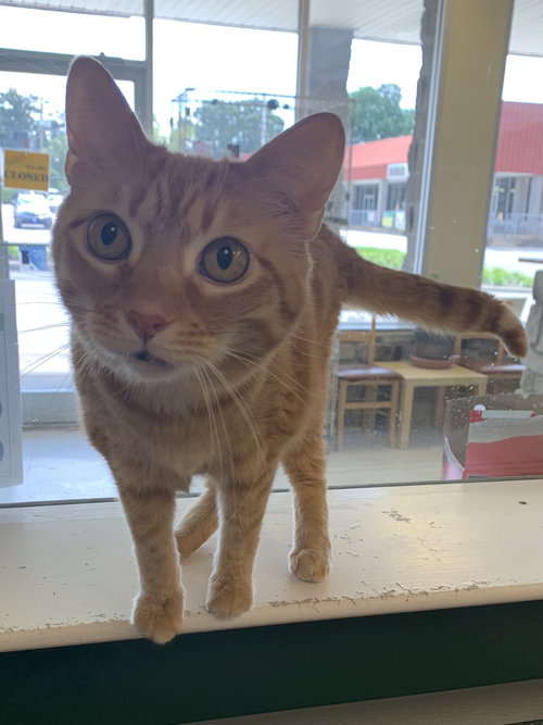 Simba - Must Apply In Person