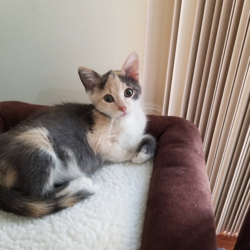 Audrey
