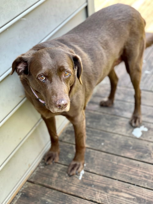 Cocoa