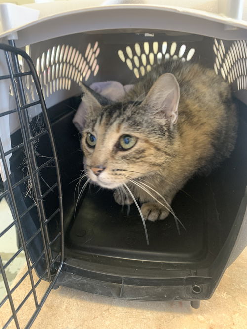 Daisy- Barn cat