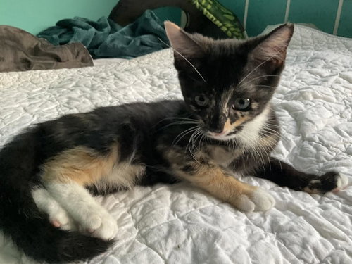 Stella