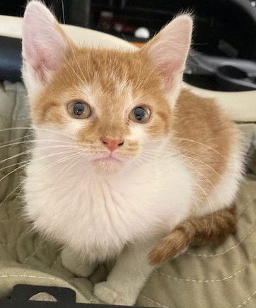 Garrison