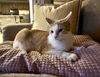 Foxtrot - Must Apply in Person
