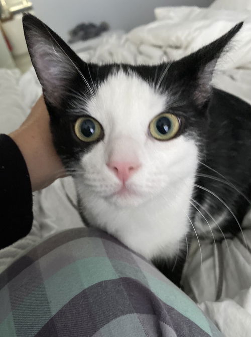 Tango
