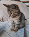 Mochi