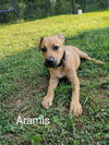 Aramis
